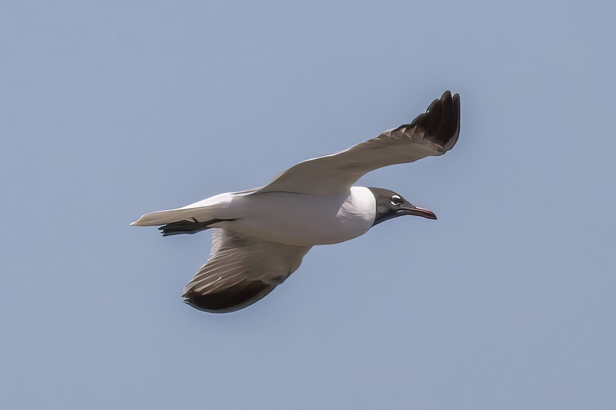 Laughing Gull - ML508294591