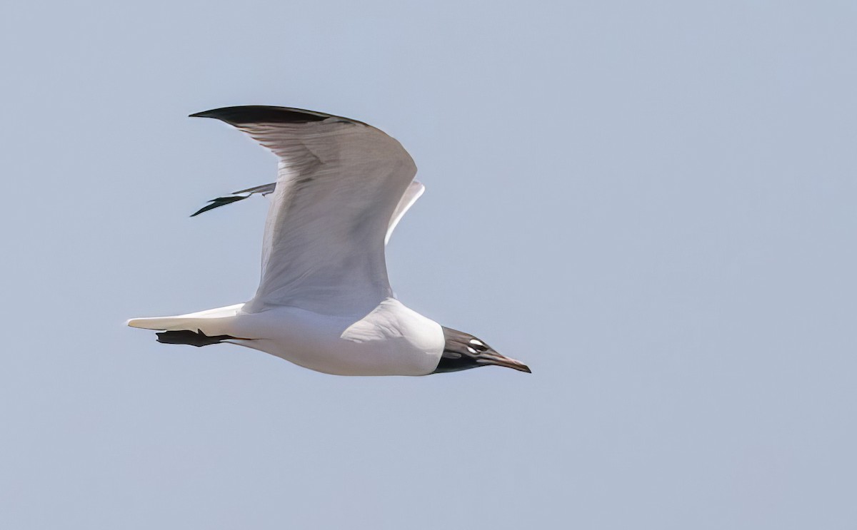 Laughing Gull - ML508294751