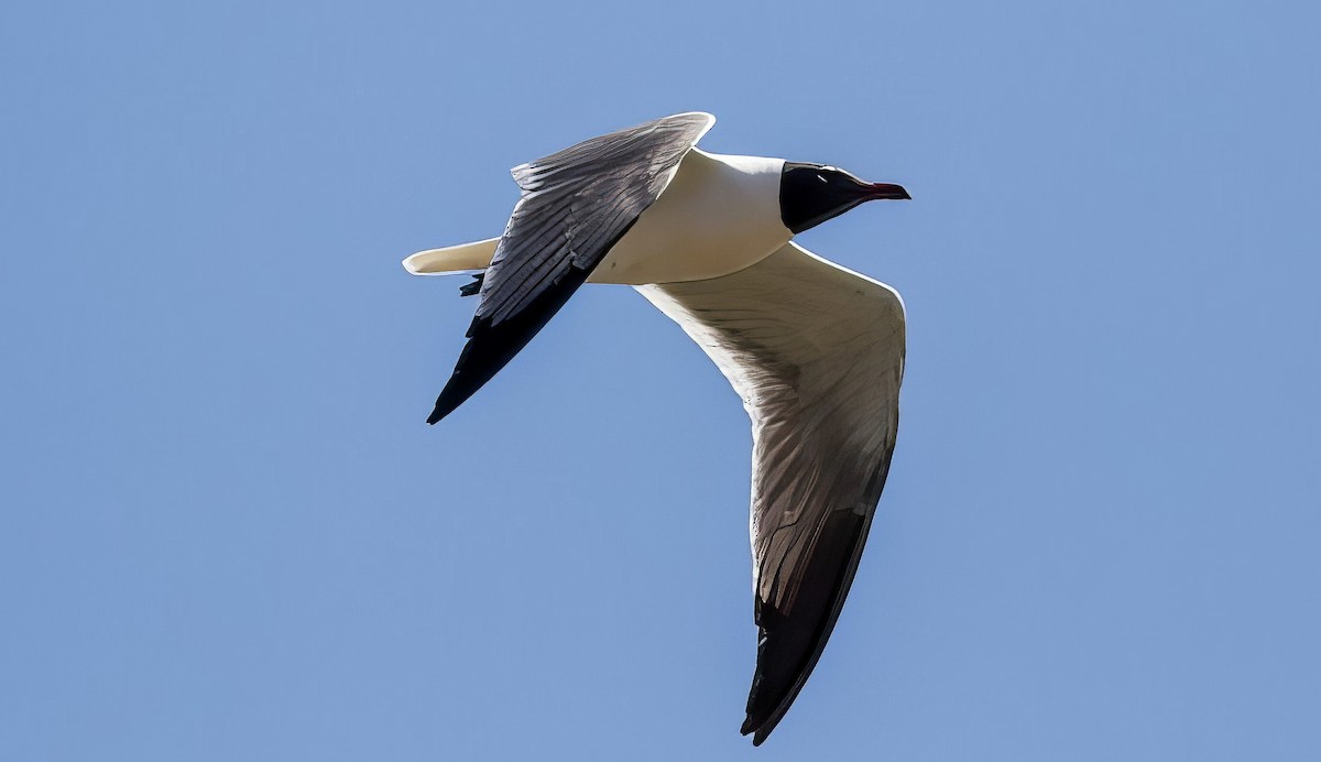 Laughing Gull - ML508294761