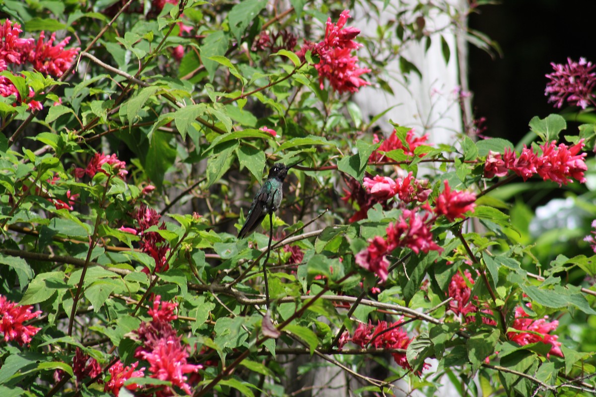 Костариканский колибри-герцог - ML508294931