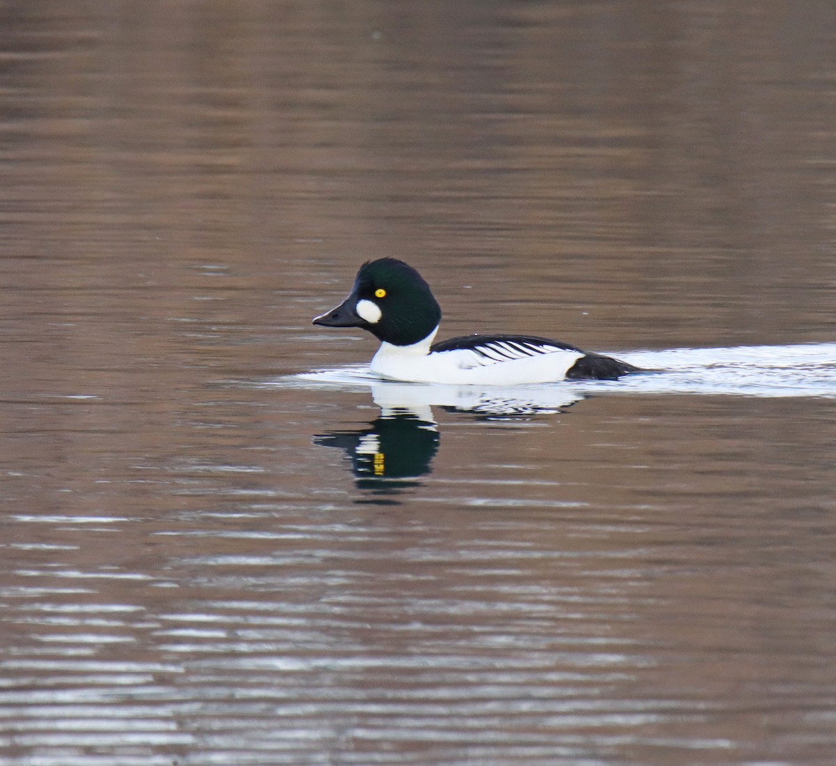 Common Goldeneye - ML508295041