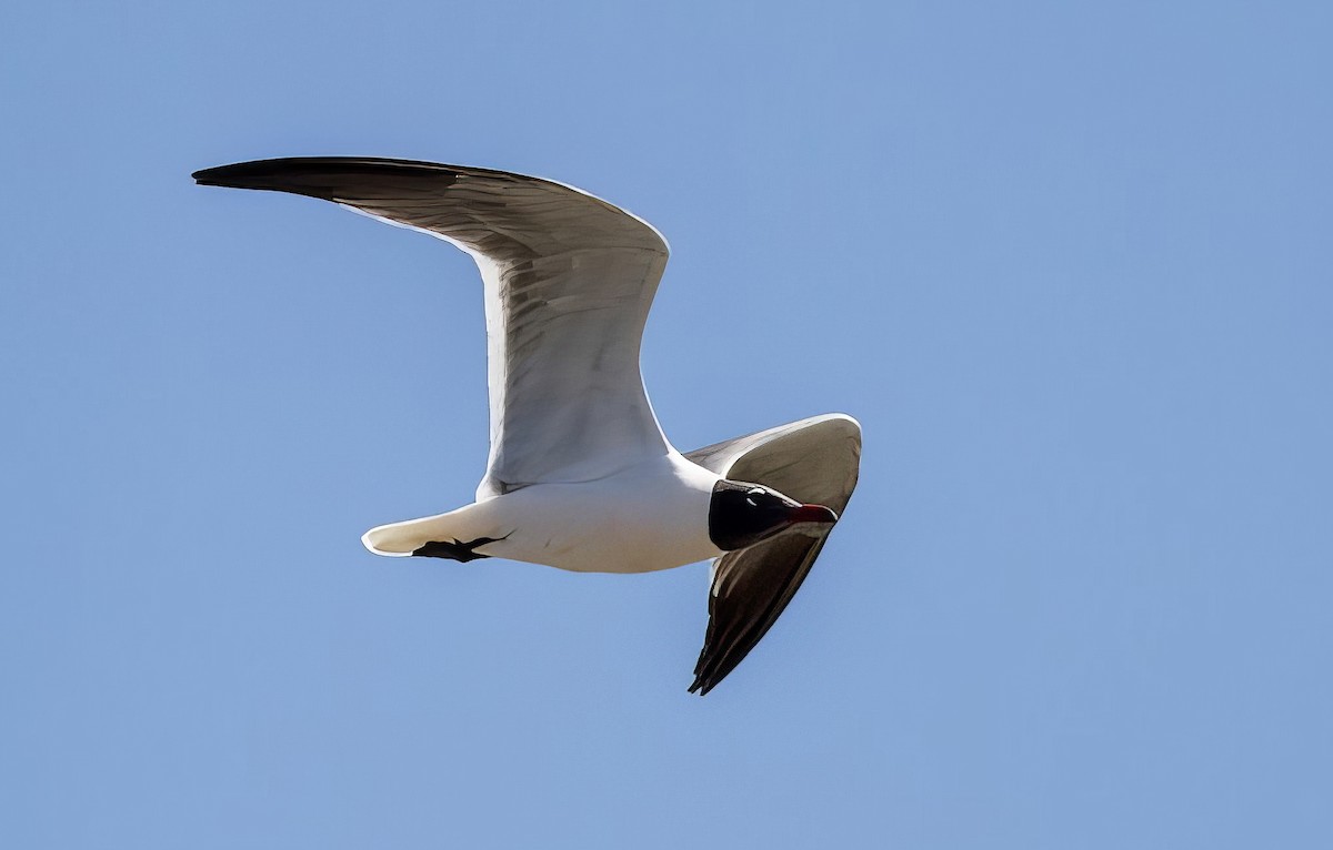 Laughing Gull - ML508295171