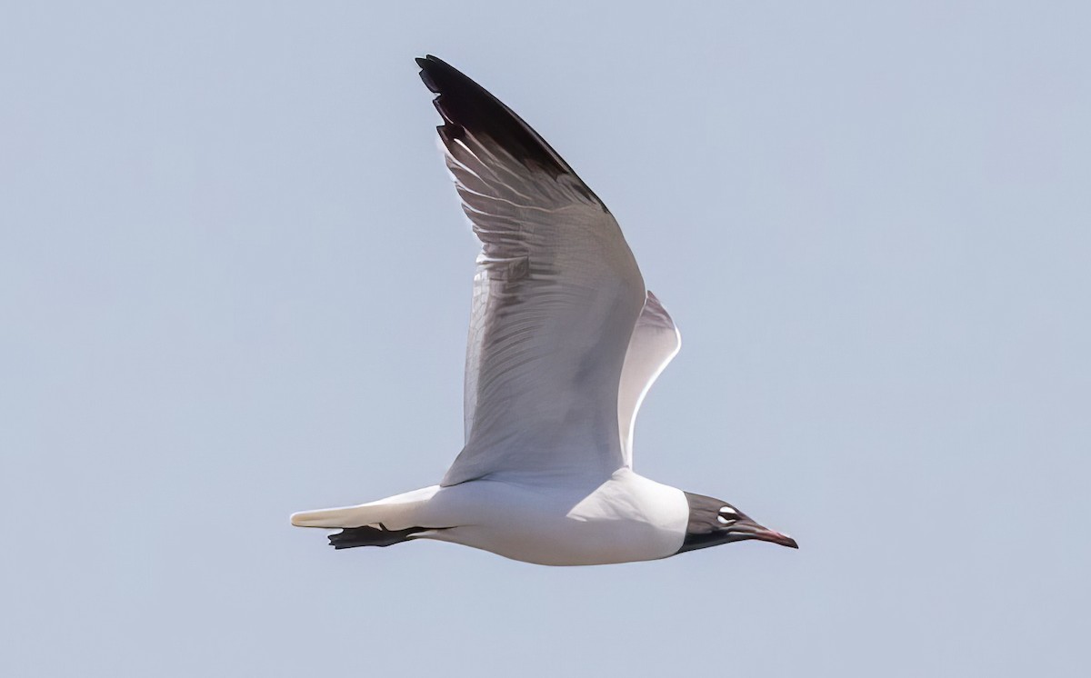 Laughing Gull - ML508295181