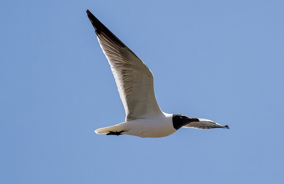 Laughing Gull - ML508295381
