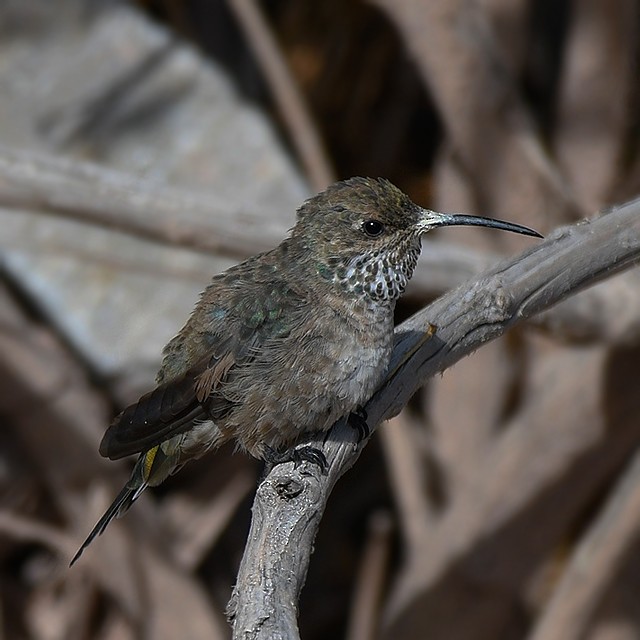 Colibrí Cordillerano - ML508296441