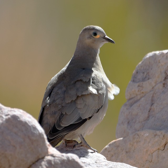 Palomita Alinegra - ML508296871