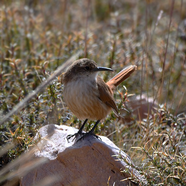 Rock Earthcreeper - ML508296881