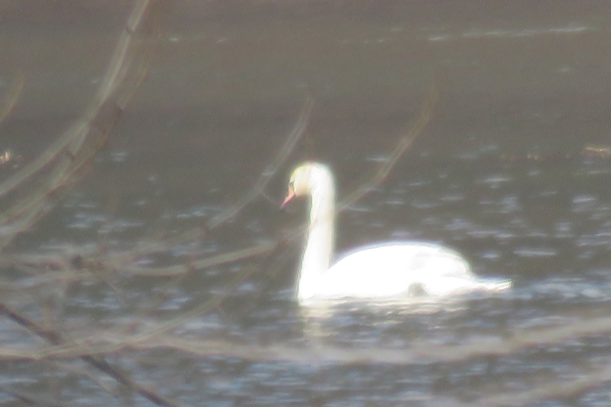 Mute Swan - Patricia and Richard Williams