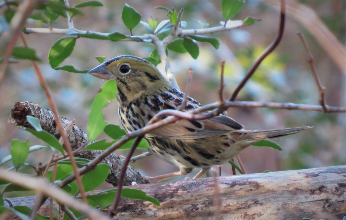 Henslow's Sparrow - ML508297351
