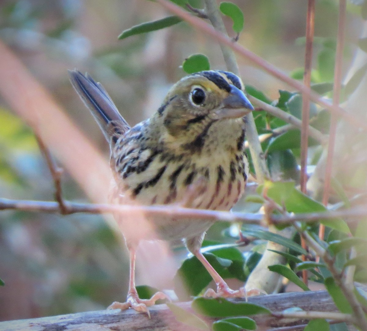 Henslow's Sparrow - ML508297701