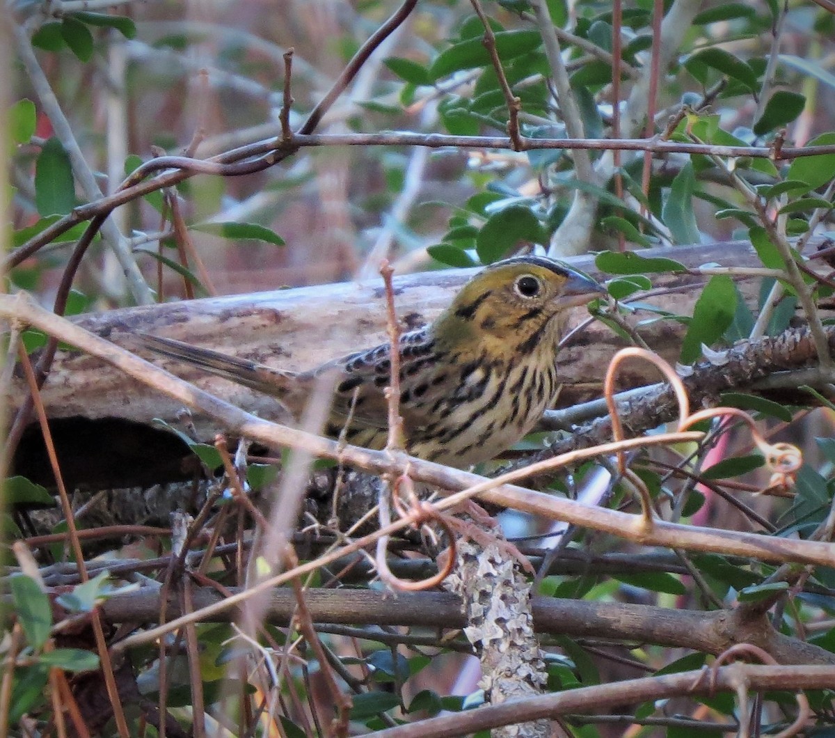 Henslow's Sparrow - ML508297851