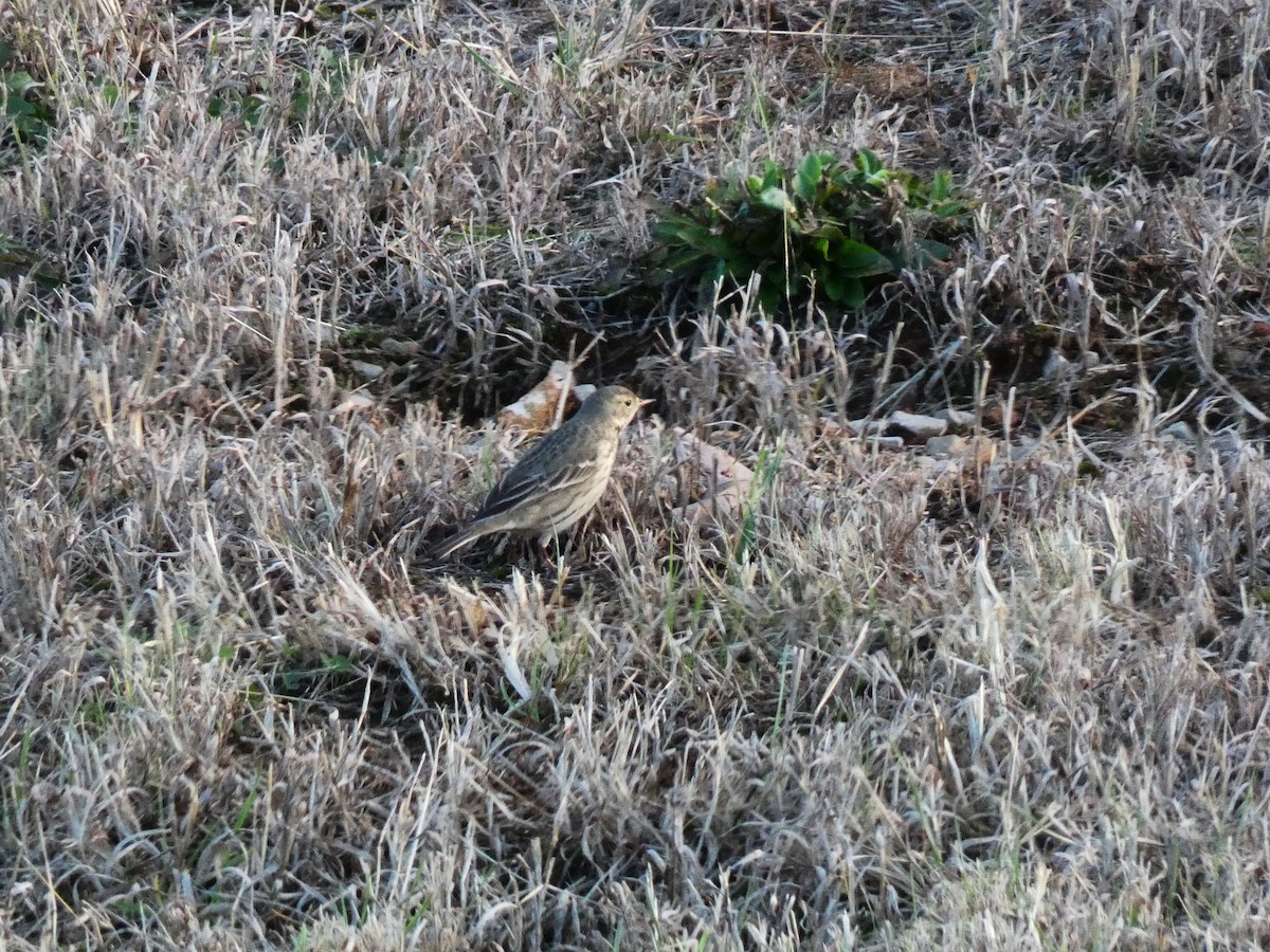 American Pipit - ML508297881