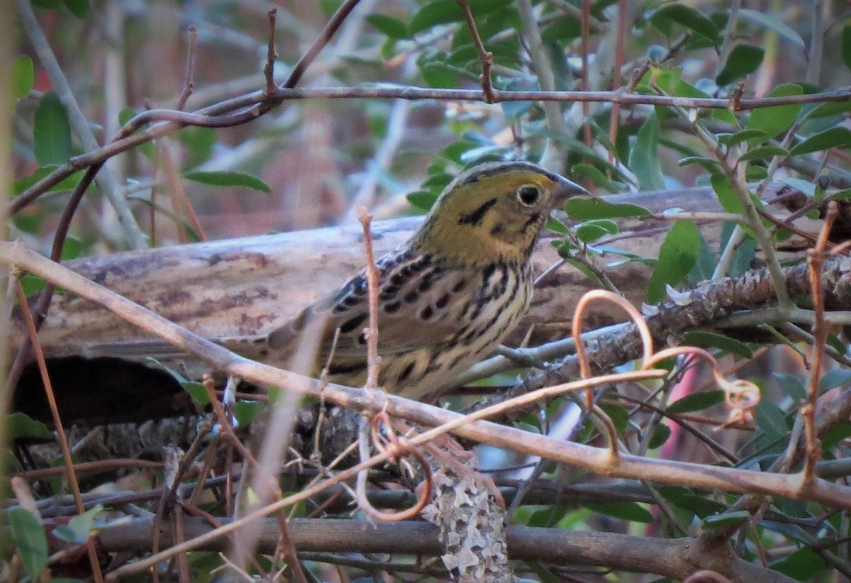 Henslow's Sparrow - ML508298041