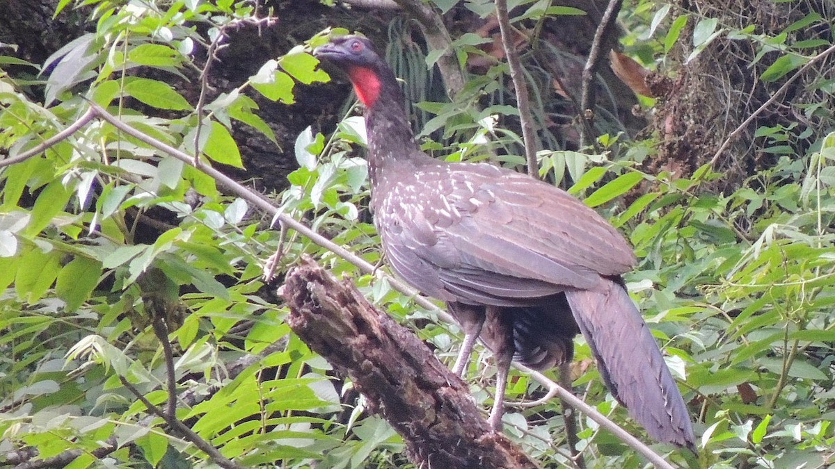 Yungas Guan - Peter Bono