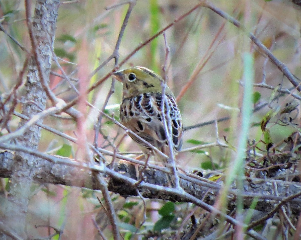 Henslow's Sparrow - ML508298121