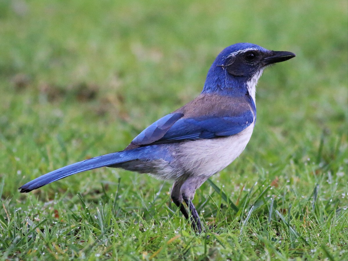 California Scrub-Jay - ML50829831