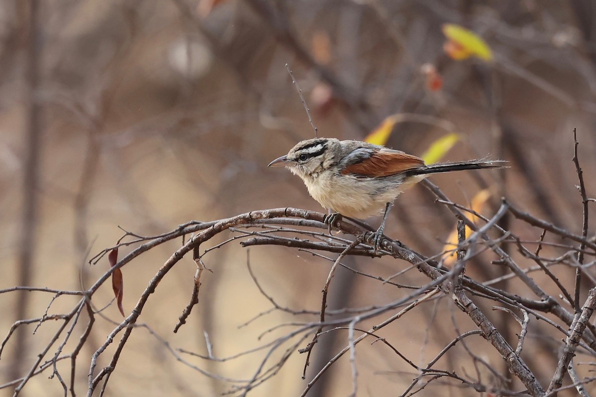 Brown-crowned Tchagra - ML508298321