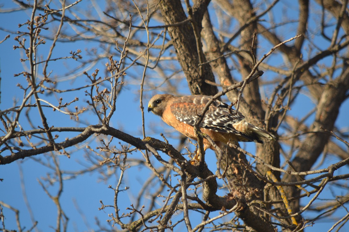 káně páskovaná (ssp. elegans) - ML50829841