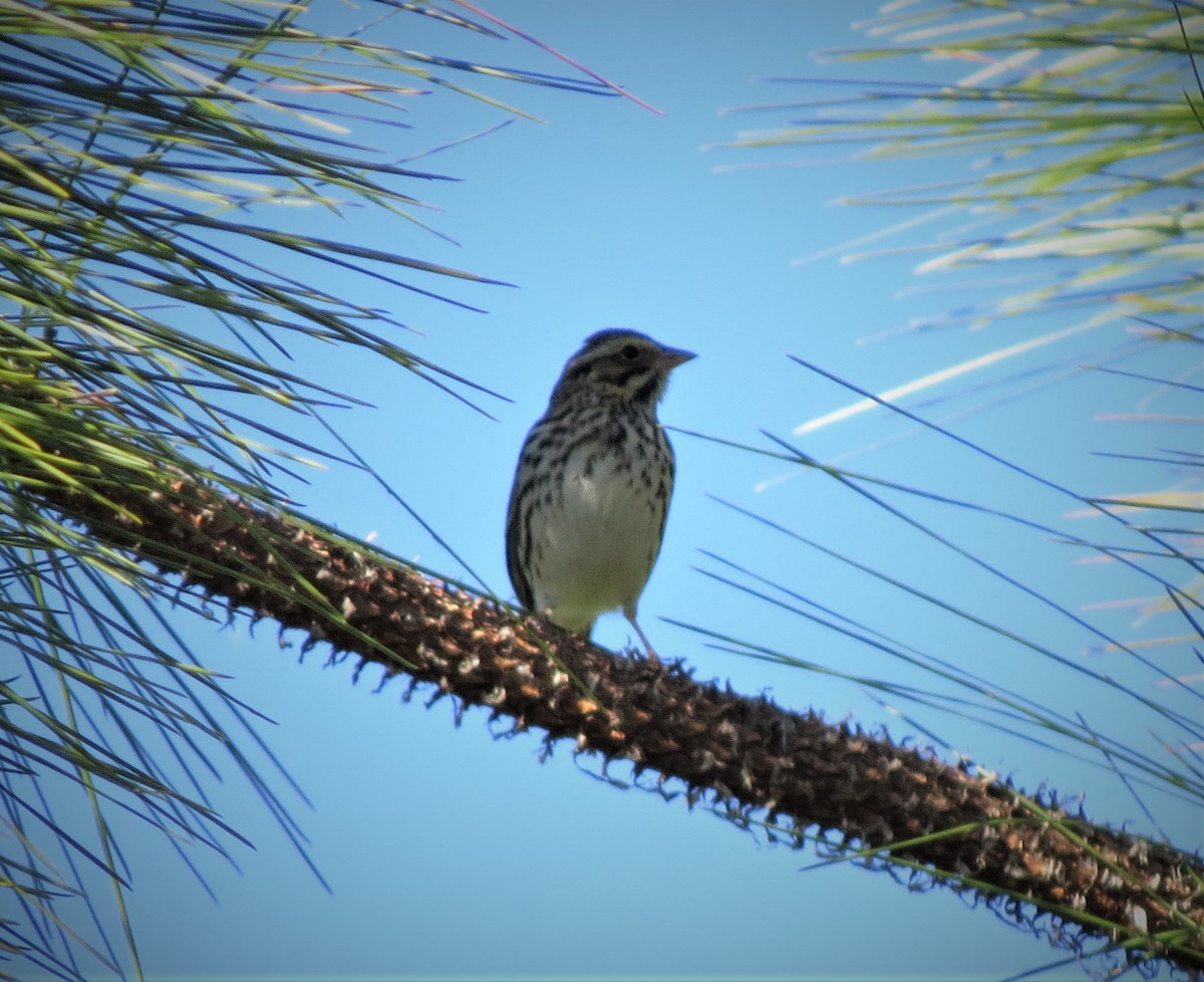 Savannah Sparrow - ML508299431