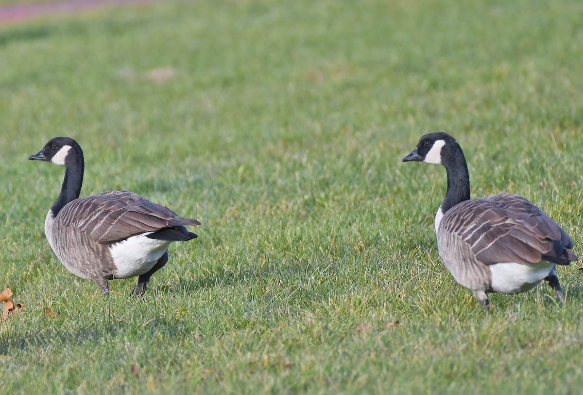 Cackling Goose - ML508301911