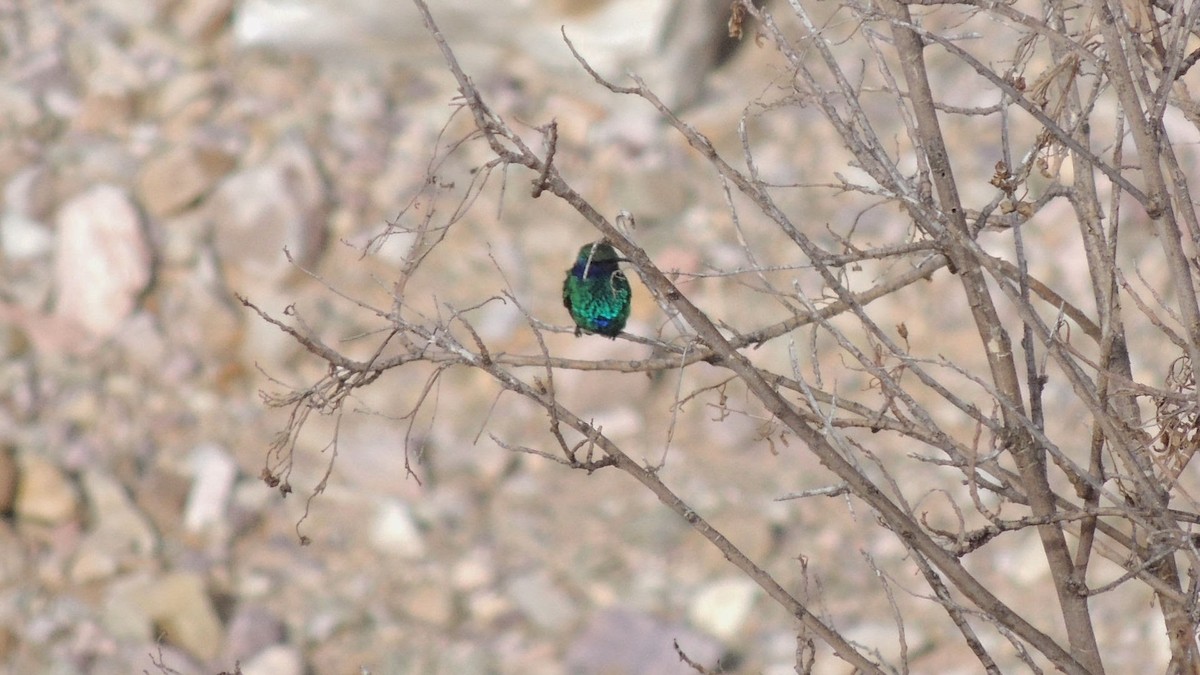 kolibřík modrolící - ML508302351