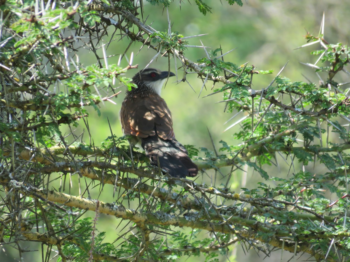 White-browed Coucal - ML508302561