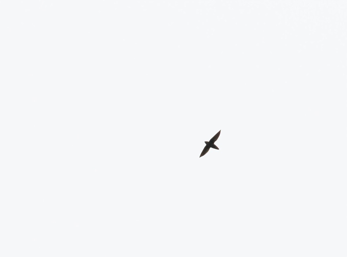 Band-rumped Swift - ML508302711