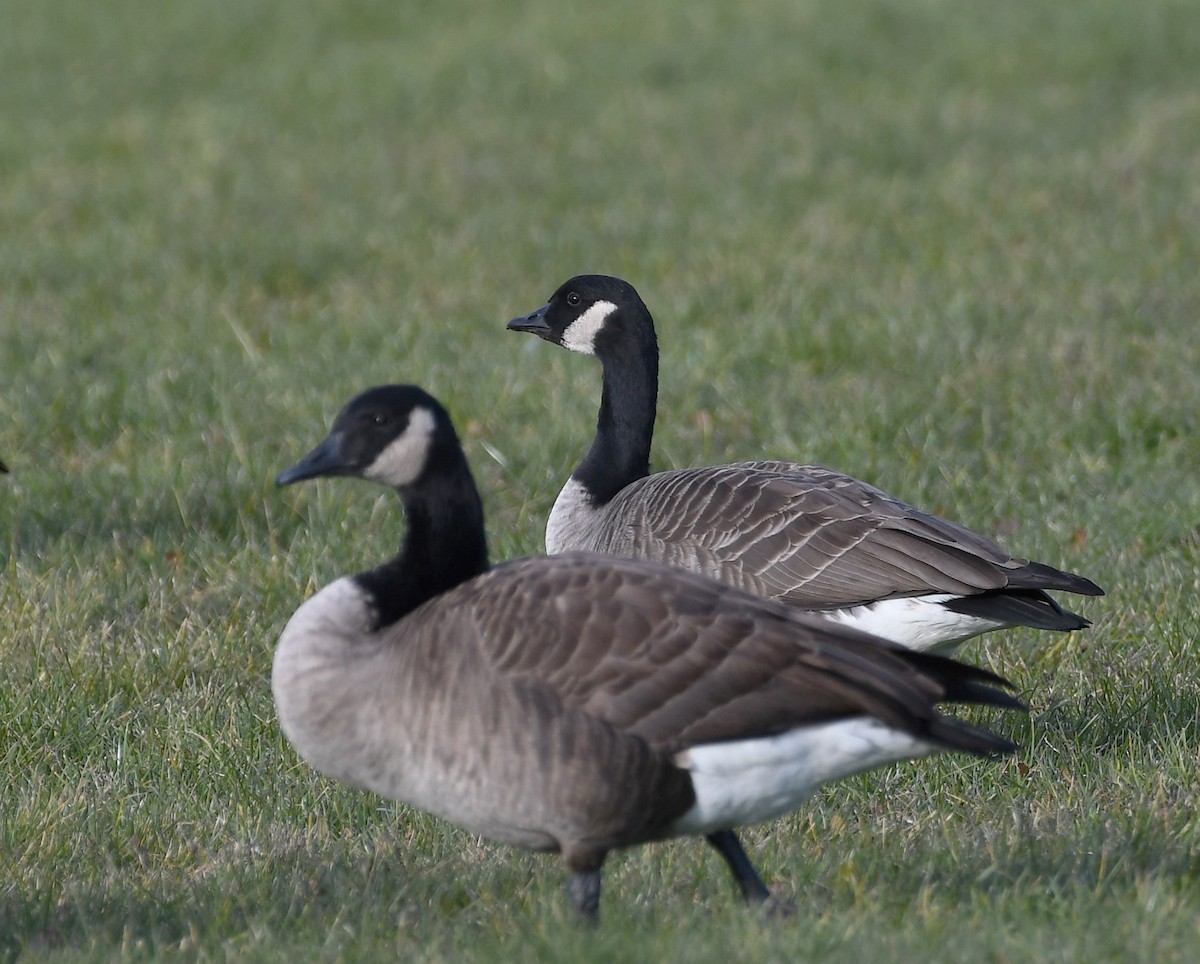 Cackling Goose - Jim Macaluso