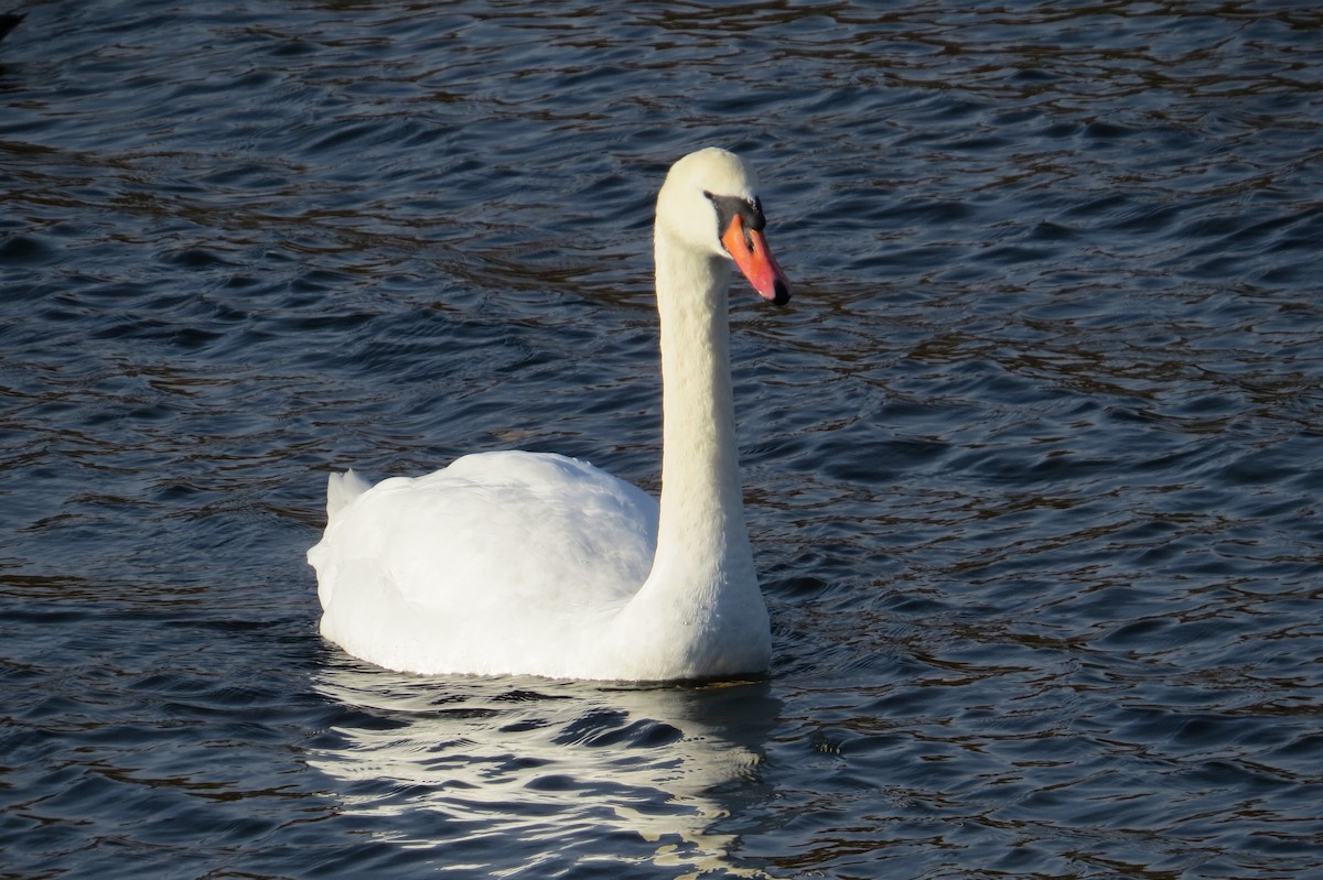 Хуруут хун - ML508303201