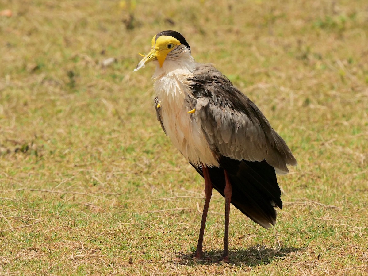 Masked Lapwing - ML508303681