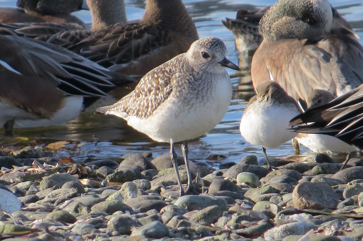 Black-bellied Plover - ML508303831