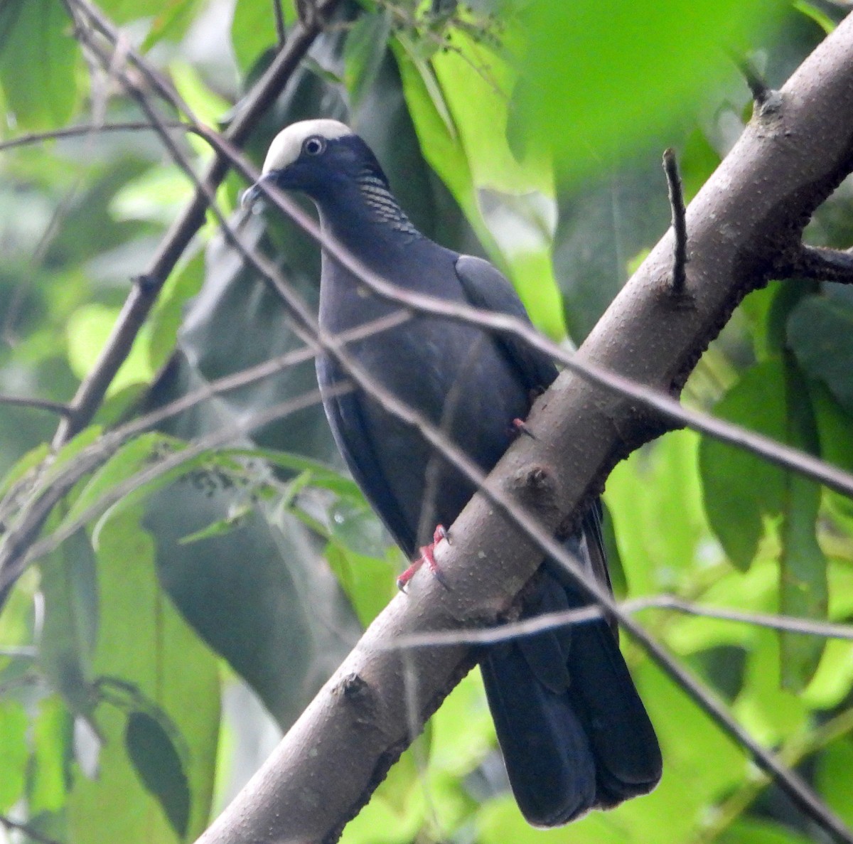 Pigeon à couronne blanche - ML508303881