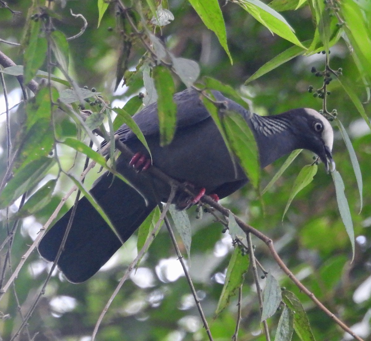 White-crowned Pigeon - Danilo Moreno