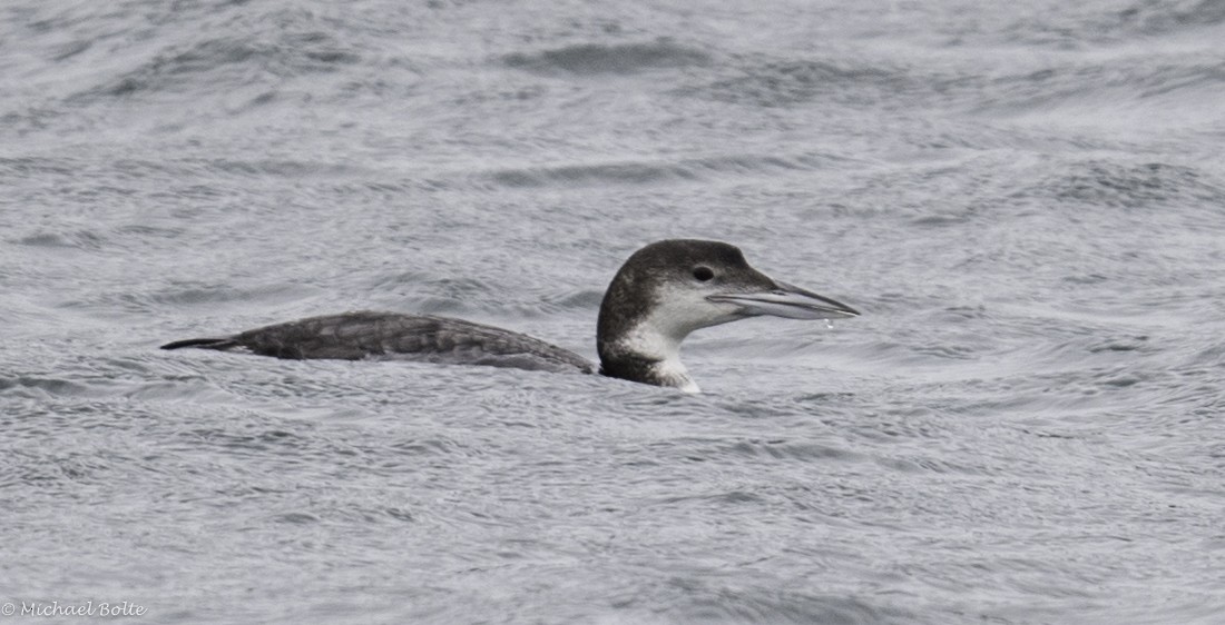 Common Loon - ML50830411