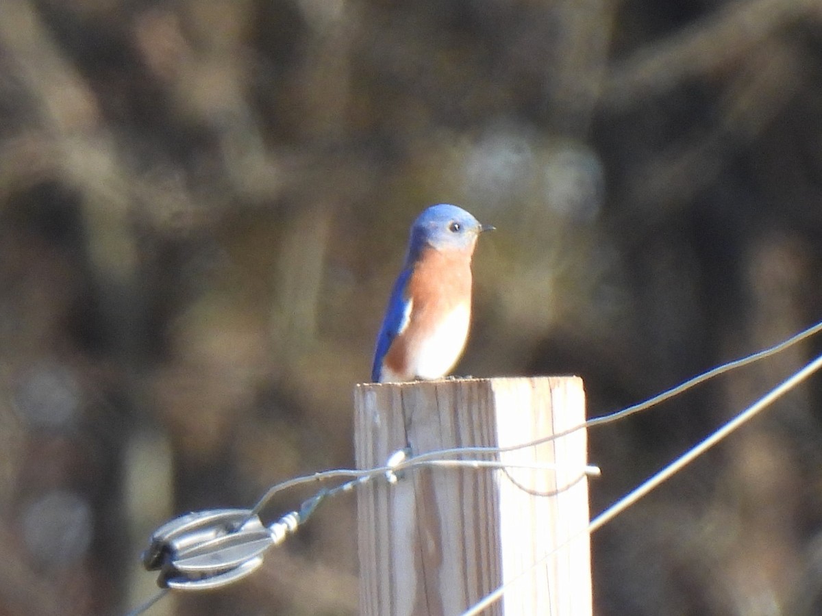 Eastern Bluebird - Ed Daniels