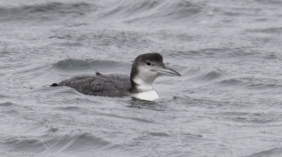 Common Loon - ML50830421