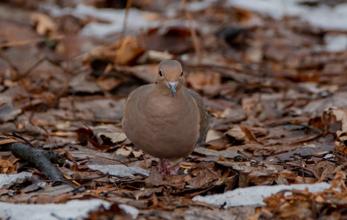 Mourning Dove - ismael chavez