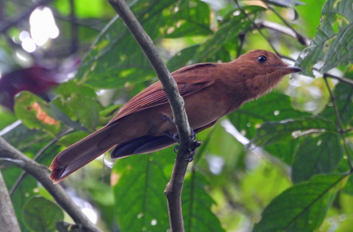 Rufous Mourner - Danilo Moreno