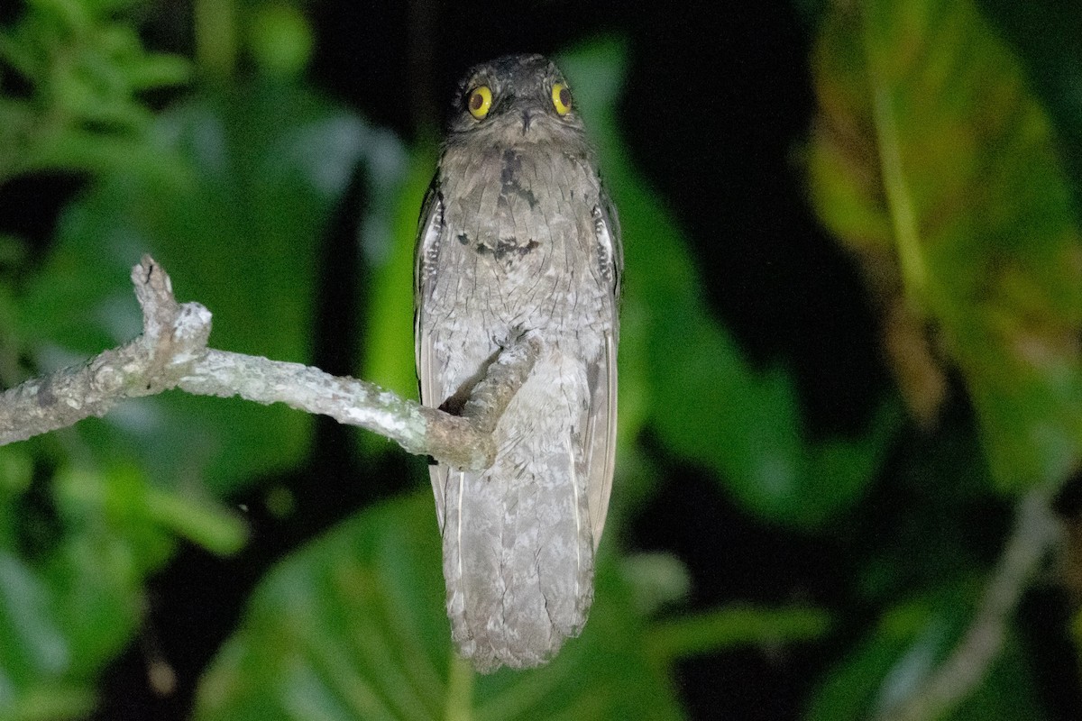 Common Potoo - A Huang Winoto