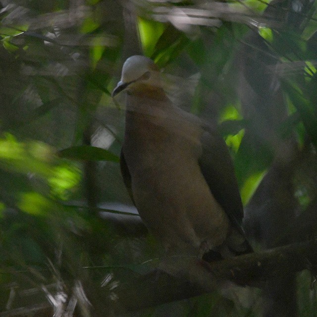 Gray-fronted Dove - ML508305251