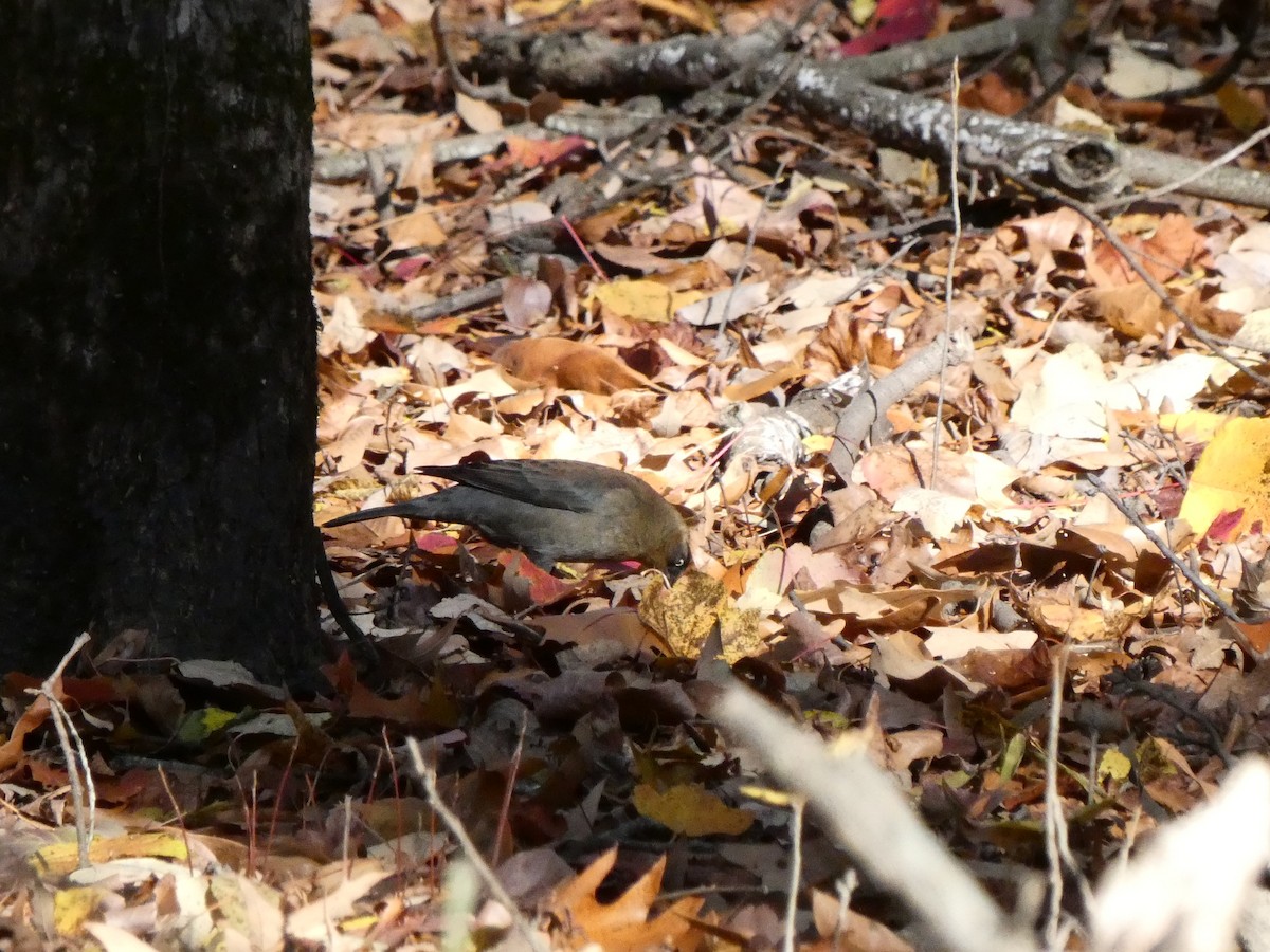 Rusty Blackbird - ML508305271