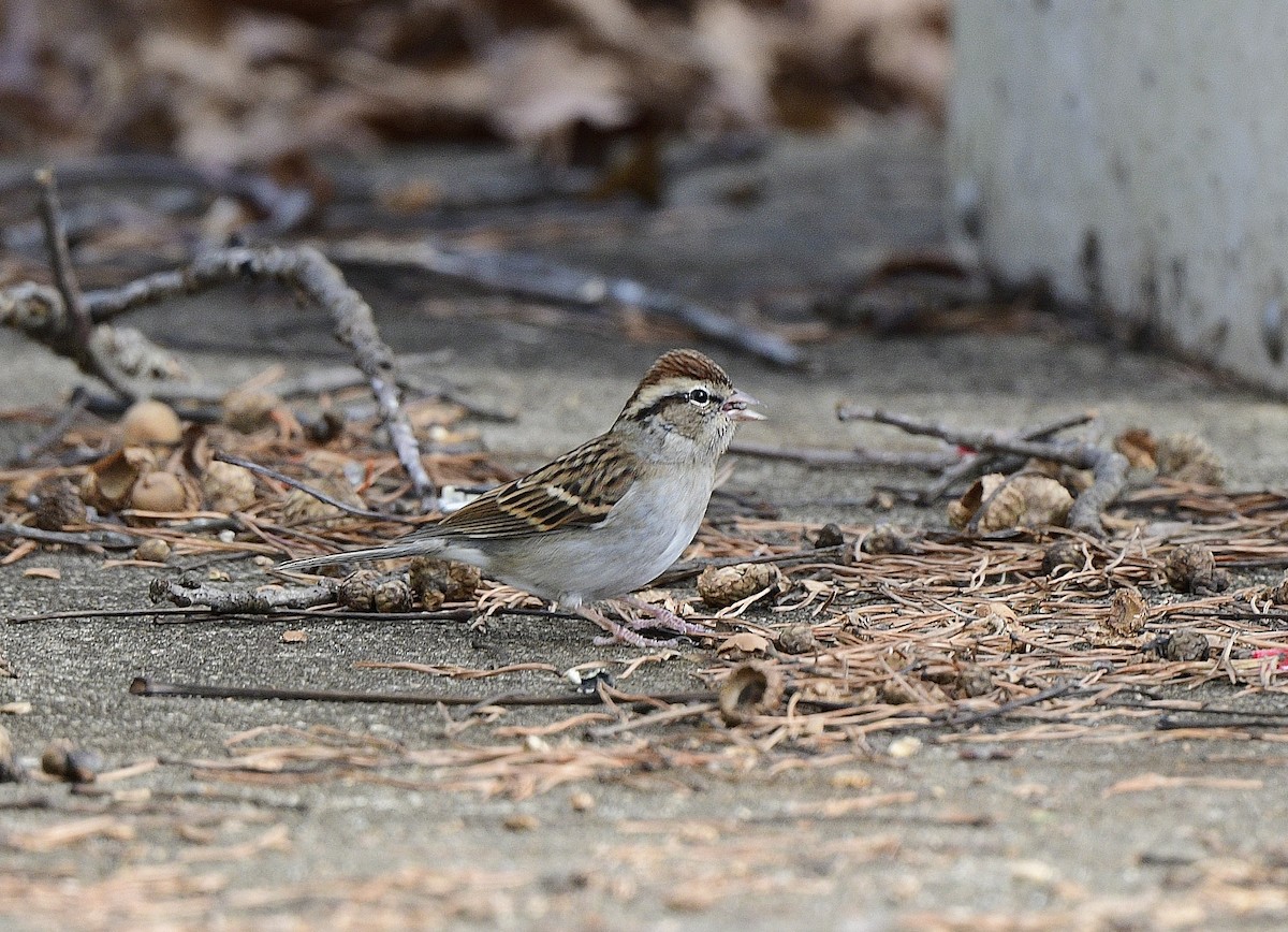 Chipping Sparrow - JoAnna Clayton