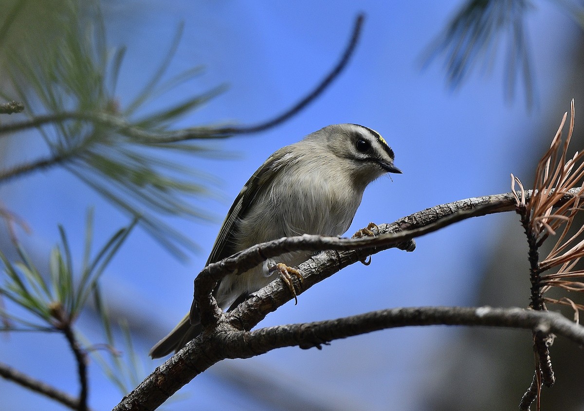 Roitelet à couronne dorée - ML508306141