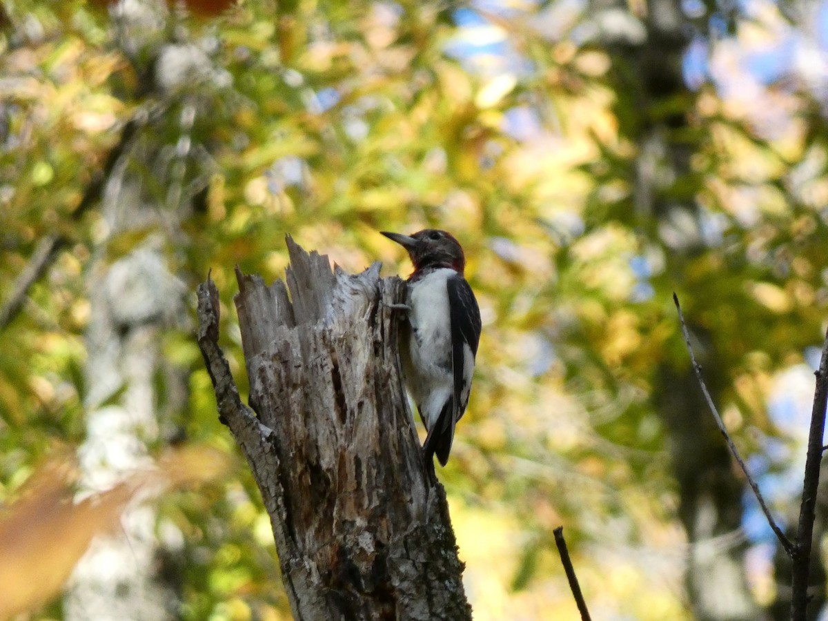 Red-headed Woodpecker - ML508306531