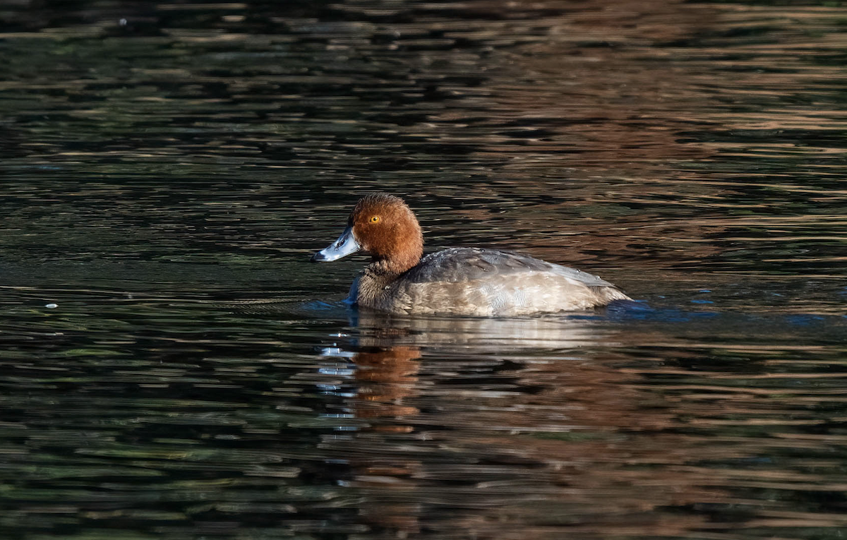 Redhead - ML508307581