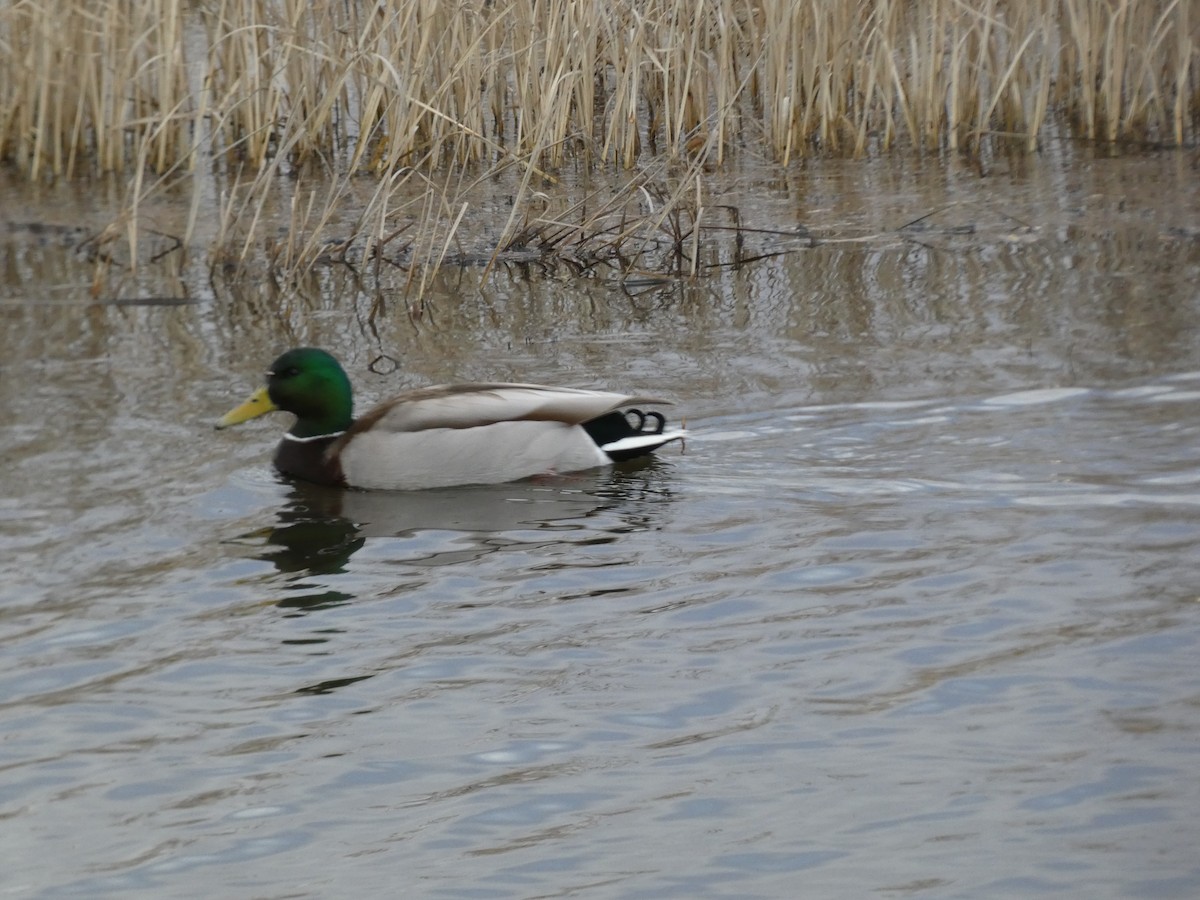 Mallard - Lynn Wysocki-Smith