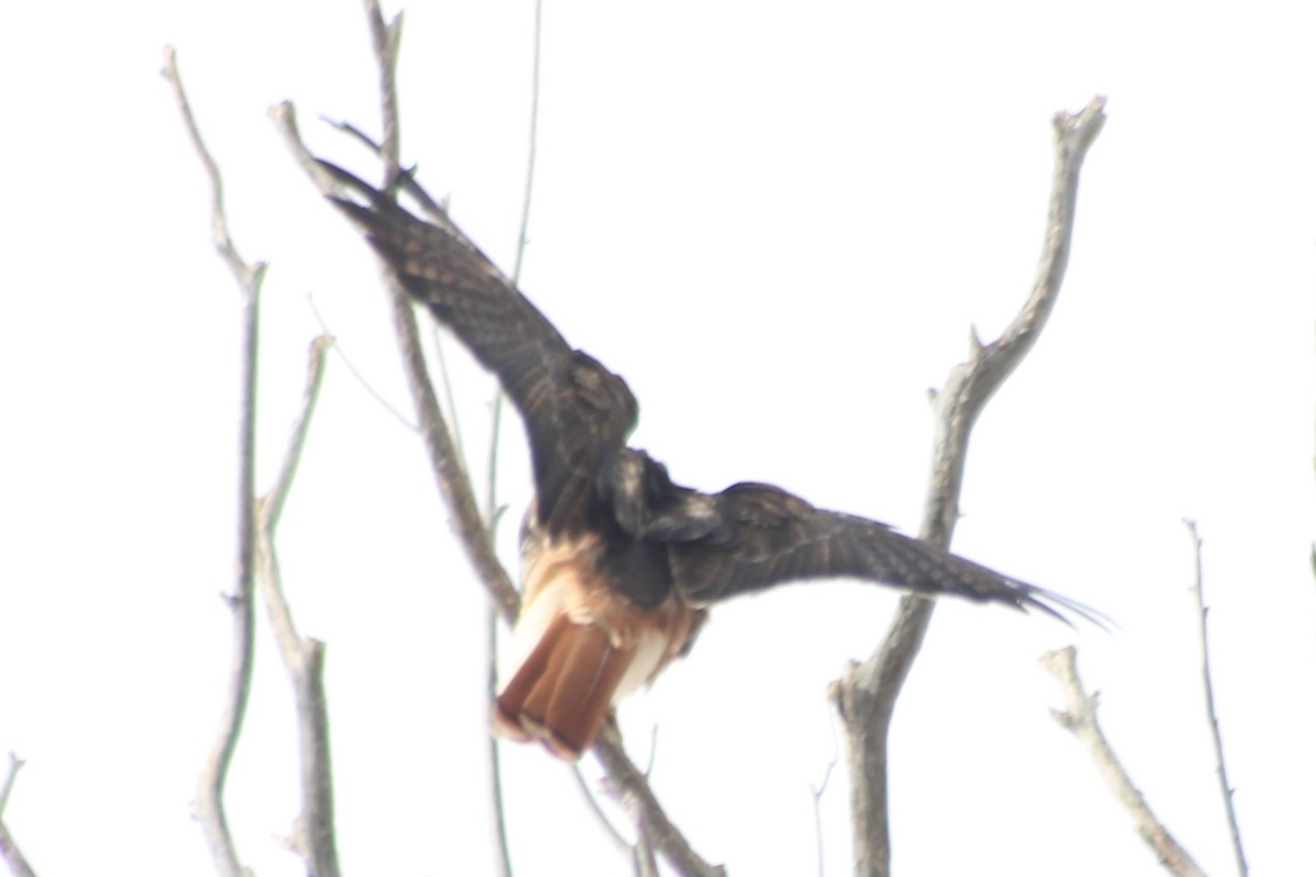 Red-tailed Hawk (calurus/alascensis) - ML508309091