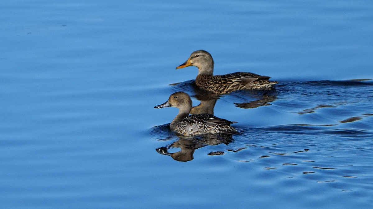 Northern Pintail - ML508309981