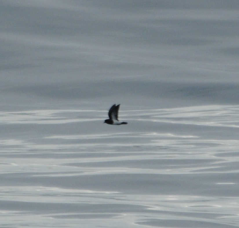 Black-bellied Storm-Petrel - Joshua Stone