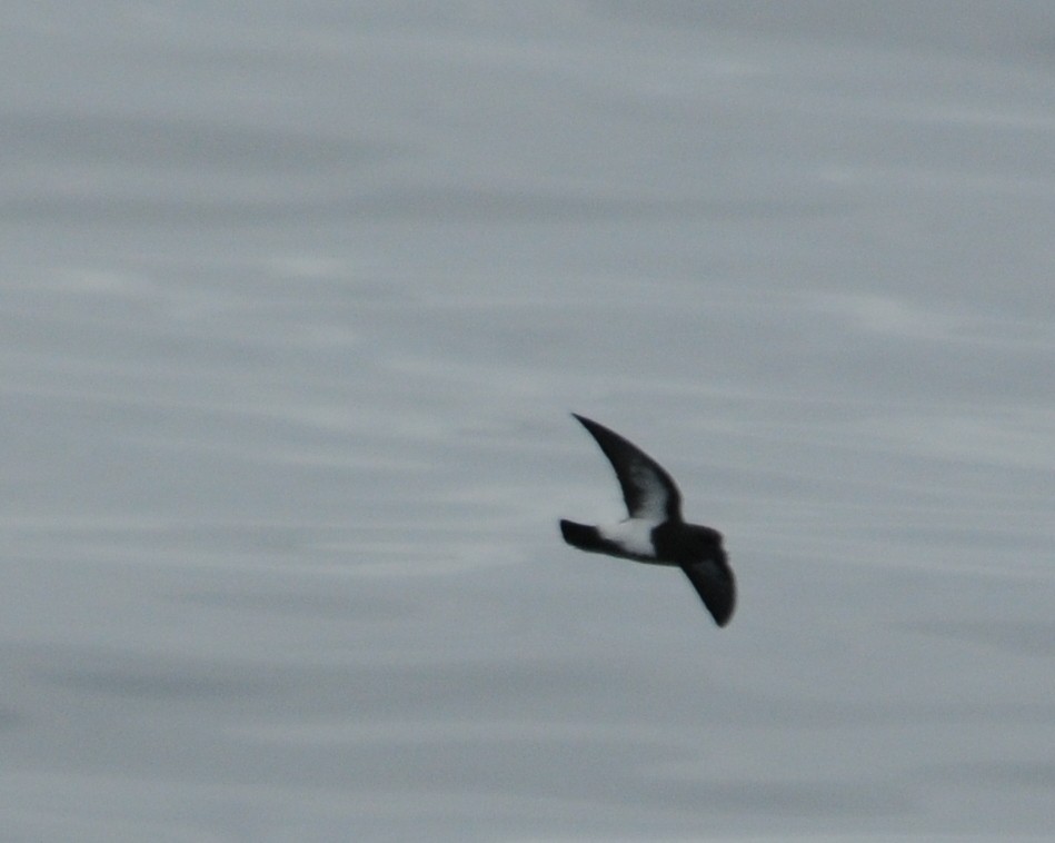 Black-bellied Storm-Petrel - ML50831191